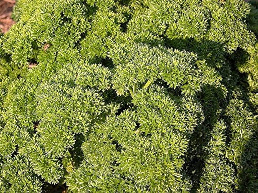 Curled Parsley Petroselinum crispum Seeds for Planting herb bed container garden
