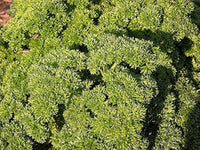 Curled Parsley Petroselinum crispum Seeds for Planting herb bed container garden