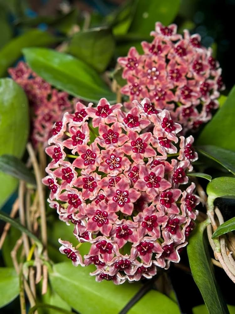 Maroon Hoya Flower seeds for Planting Hardy Variety Heirloom & GMO Free Seeds for Home Garden
 
 Sale