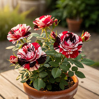Maroon Cream Rose Flower seeds for Planting - Garden Favorite, Heirloom & GMO Free Seeds for Home Garden