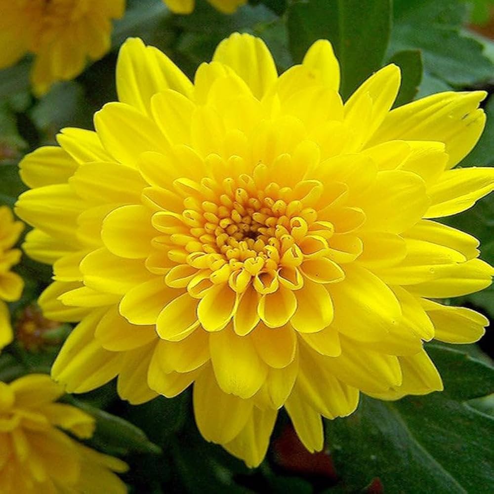 Sharklated Magic Flower Seeds for Dry-Tolerant Annual Plants