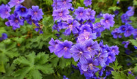 Blue Mix Pelargonium Peltatum Flower Seeds for Planting Cut Flower Favorite Heirloom & GMO Free Seeds for Home Garden
 
 Sale