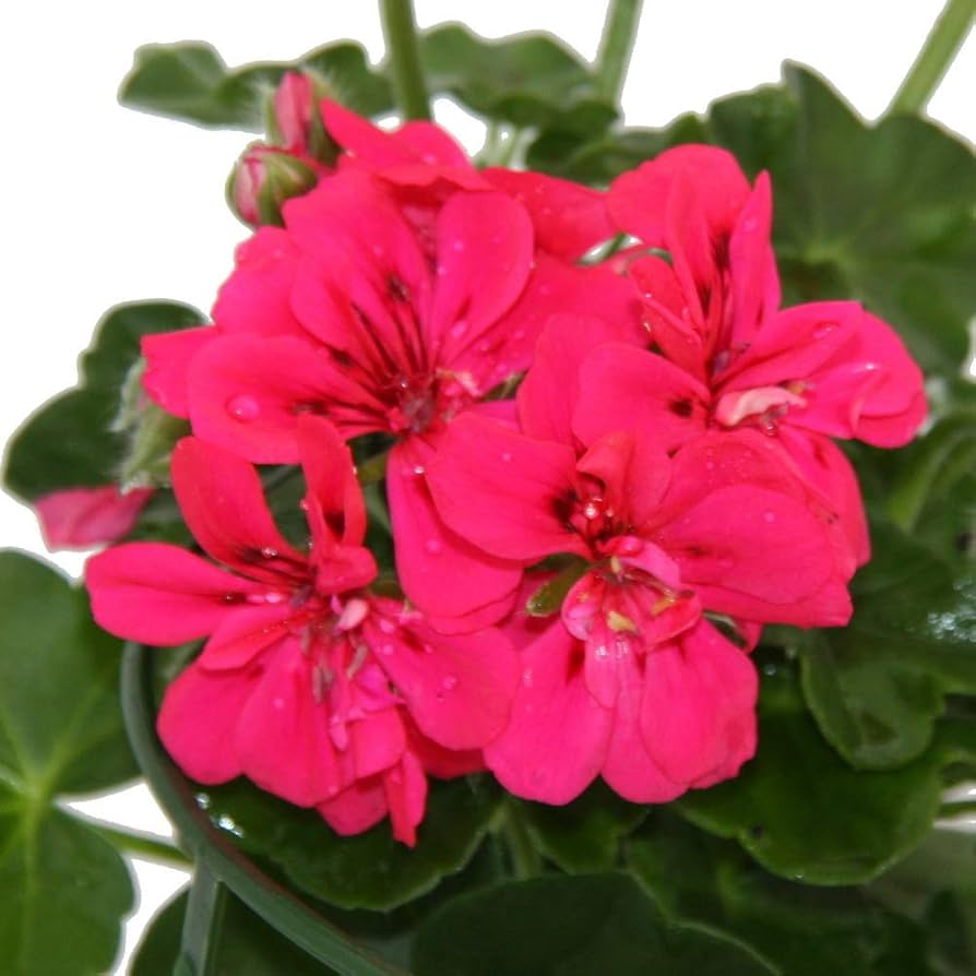 Pelargonium Peltatum Geranium Zimmerpflanzen