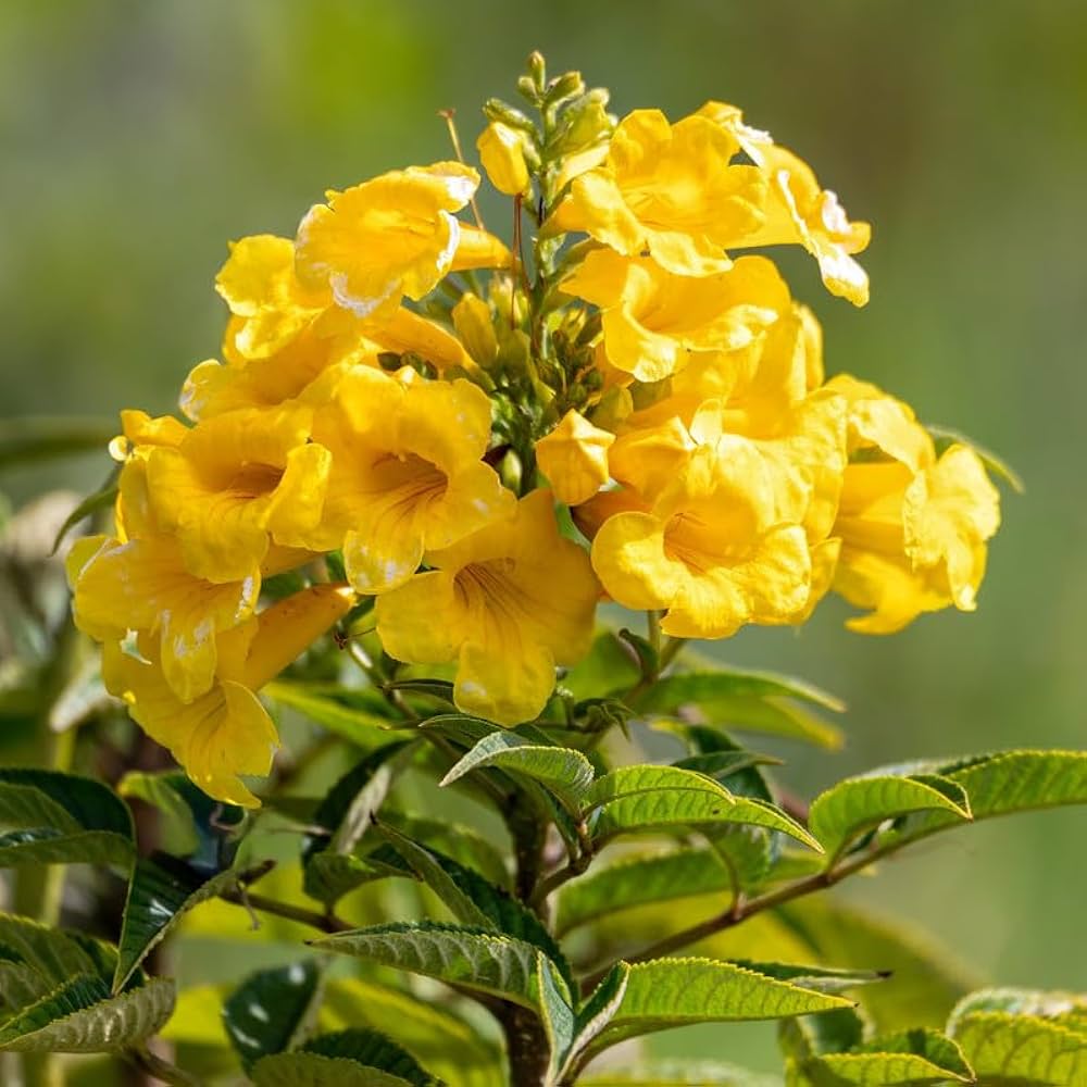 Yellow Campis Radicans Flower seeds for Planting - Low Maintenance, Heirloom & GMO Free Seeds for Home Garden