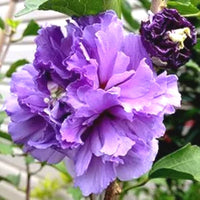 Blueberry Hibiscus Alyogyne Huegelii Flower Seeds