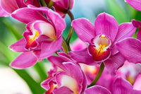 Phalaenopsis Orchid Flower seeds for Planting - Perfect for Borders, Heirloom & GMO Free Seeds for Home Garden
 
 Sale for planting in home garden.