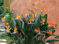 Strelitzia Flower seeds for Planting Colorful Display Heirloom & GMO Free Seeds for Home Garden
