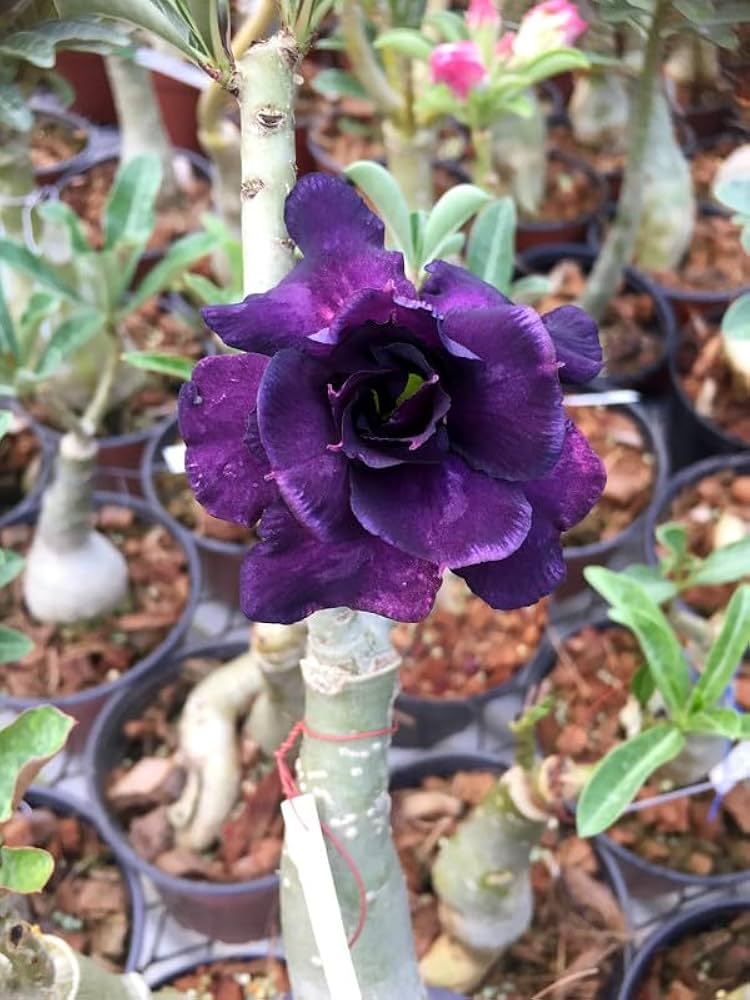 Blue Adenium Bonsai Flower seeds for Planting - Drought Tolerant, Heirloom & GMO Free Seeds for Home Garden