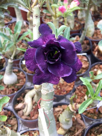 Blue Adenium Bonsai Flower seeds for Planting - Drought Tolerant, Heirloom & GMO Free Seeds for Home Garden