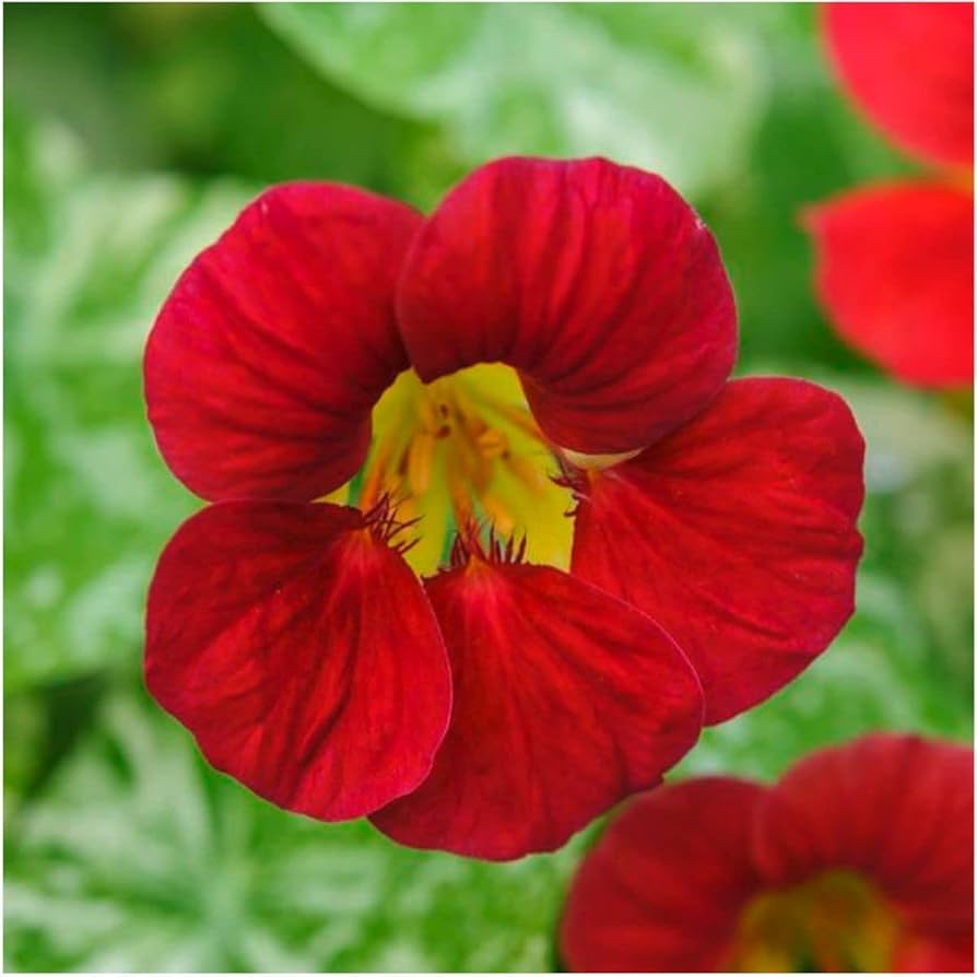 Black Nasturtium Flower seeds for Planting Cut Flower Favorite Heirloom & GMO Free Seeds for Home Garden