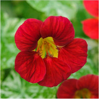 Black Nasturtium Flower seeds for Planting Cut Flower Favorite Heirloom & GMO Free Seeds for Home Garden