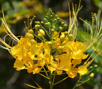 Caesalpinia Flower seeds for Planting - Vibrant Colors, Heirloom & GMO Free Seeds for Home Garden