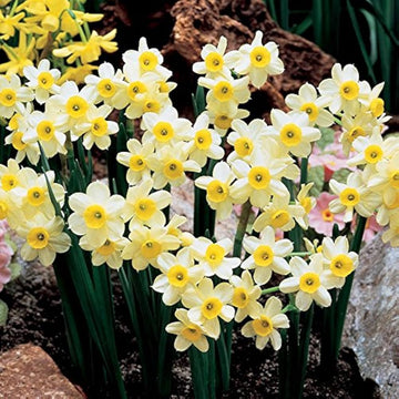 Narcissus Tazetta Flower seeds for Planting - Vibrant Colors, Heirloom & GMO Free Seeds for Home Garden