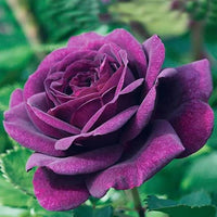 Purple Dragon Rose Flower seeds for Planting - Premium Quality, Heirloom & GMO Free Seeds for Home Garden