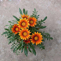 Orange Peacock Gazania Gazania rigens seeds for planting in flower bed