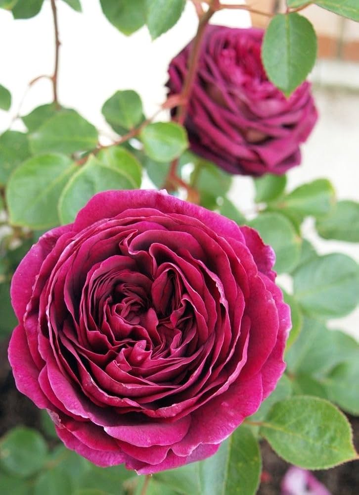 Purple Climbing Rose Seeds Flower seeds for Planting Low Maintenance Heirloom & GMO Free Seeds for Home Garden