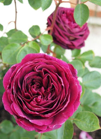 Purple Climbing Rose Seeds Flower seeds for Planting Low Maintenance Heirloom & GMO Free Seeds for Home Garden