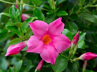Sanderi Dipladenia Flower Seeds for planting