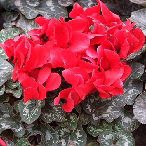 Red Cyclamen Flower seeds for Planting Vibrant Colors Heirloom & GMO Free Seeds for Home Garden
