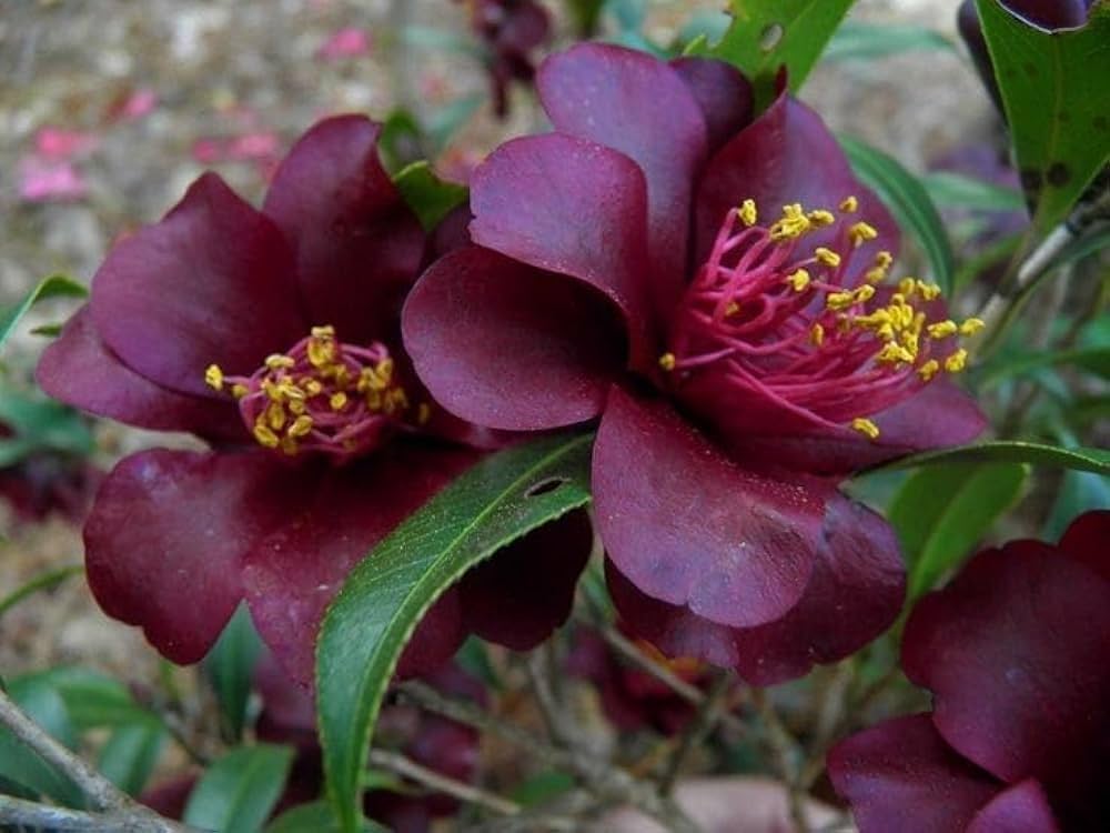 Burgundy Camellia Flower seeds for Planting - Cottage Garden Essential, Heirloom & GMO Free Seeds for Home Garden