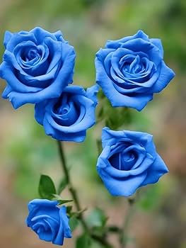 Blue Gray Rose Flower Seeds for Planting Long Bloom Season Heirloom & GMO Free Seeds for Home Garden
 
 Sale