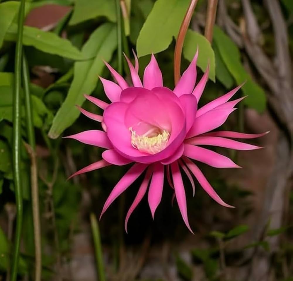 Light Pink Epiphyllum Flower Seeds for Planting – Heirloom NonGMO Organic Garden Seeds with High Germination
 
 Sale