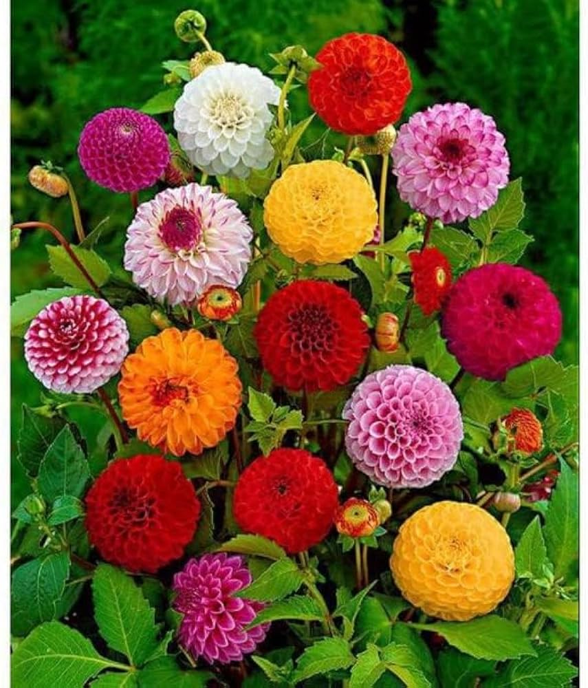 Heirloom Dahlias Flower seeds for Planting Vibrant Colors Heirloom & GMO Free Seeds for Home Garden