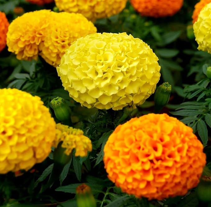 Mixed Marigold Tagetes spp Flower Seeds for Planting in Garden