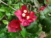 Maroon Bougainvillea Flower seeds for Planting Perfect for Borders Heirloom & GMO Free Seeds for Home Garden 
 
 Sale