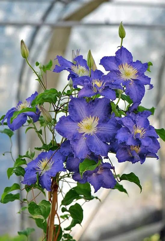 Blue Clematis Flower Seeds Seasonal Bloomer Heirloom & GMO Free Seeds for Home Garden
 
 Sale