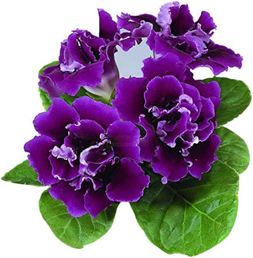 Violet Gloxinia Sinningia Flower Seeds for Planting Premium Quality Heirloom & GMO Free Seeds for Home Garden
 
 Sale