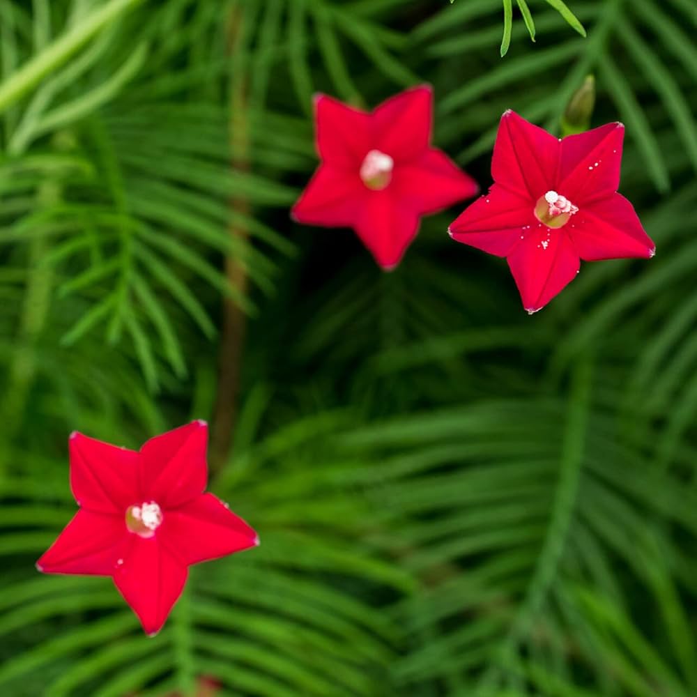 Fern Red Flower Planting Seeds  Vibrant Perennial Flowers for Your Garden