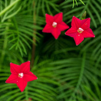 Fern Red Flower Planting Seeds  Vibrant Perennial Flowers for Your Garden