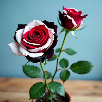 Cream Red Spirit Rose Seeds for Planting