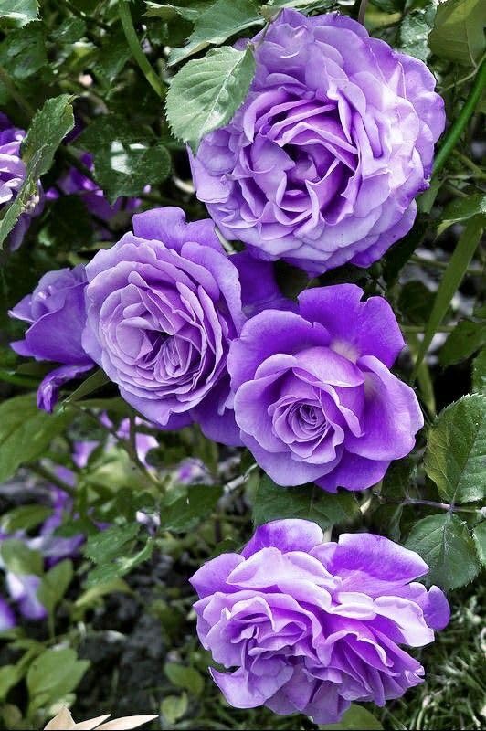 Violet Away Rose Flower Seeds for Planting Drought Tolerant Heirloom & GMO Free Seeds for Home Garden
 
 Sale