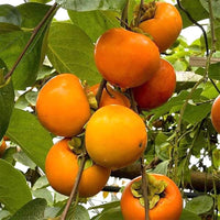 Orange Persimmon Seeds for Planting - Grow Juicy Fruit Trees