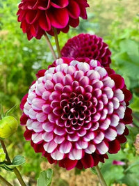 Dahlia Flowers Mini Bonsai Seeds HausGarden