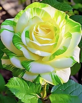 Yellow Green Rose Flower Seeds for Planting Heirloom NonGMO Easy to Grow Garden Blooms 
 
 Sale