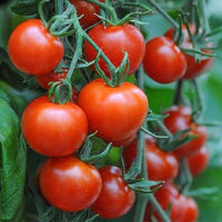 Mountain Pride Tomato Solanum lycopersicum Vegetable Seeds for Planting in Vegetable Patch