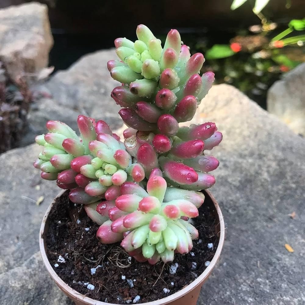 Red Sedum Rubrotinctum Flower seeds for Planting - Vibrant Colors, Heirloom & GMO Free Seeds for Home Garden