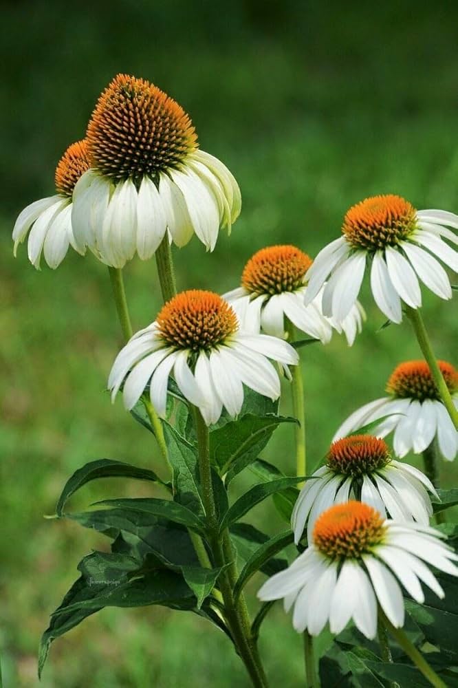 White Echinacea Flower seeds for Planting Vibrant Colors Heirloom & GMO Free Seeds for Home Garden