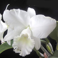 White Cattleya Flower seeds for Planting - Fragrant Blossoms, Heirloom & GMO Free Seeds for Home Garden