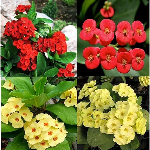 Mixed Crown of Thorns Flower seeds for Planting - Sun Loving, Heirloom & GMO Free Seeds for Home Garden