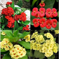 Mixed Crown of Thorns Flower seeds for Planting - Sun Loving, Heirloom & GMO Free Seeds for Home Garden