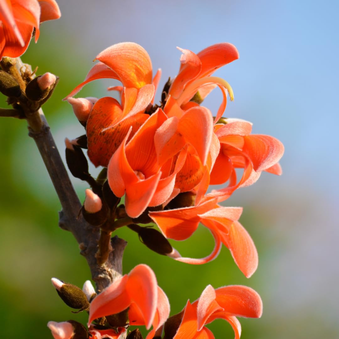 Mini Flame Lilium Brownii Plants Flower Seeds