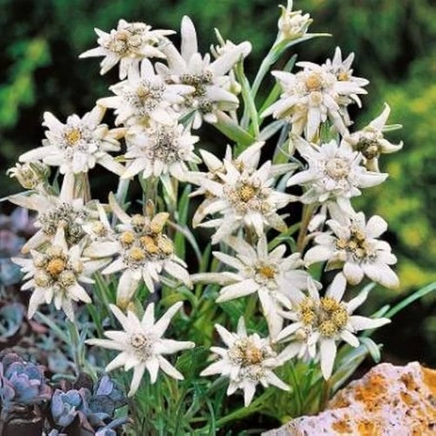 White Edelweiss Flower seeds for Planting Shade Tolerant Heirloom & GMO Free Seeds for Home Garden 
 
 Sale