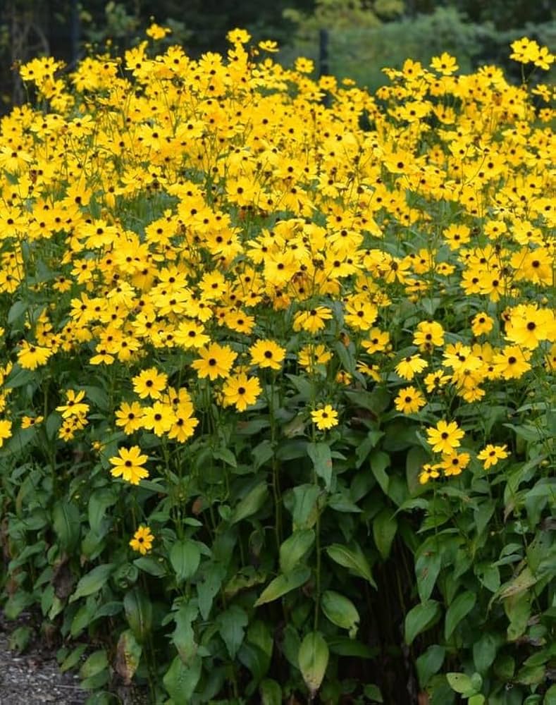 Dark Yellow Mini Sunflower Seeds for Planting – Premium Quality Heirloom & NonGMO Seeds for Home Garden
 
 Sale