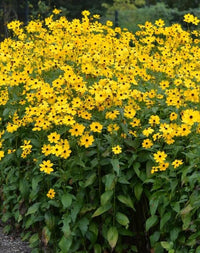 Dark Yellow Mini Sunflower Seeds for Planting – Premium Quality Heirloom & NonGMO Seeds for Home Garden
 
 Sale