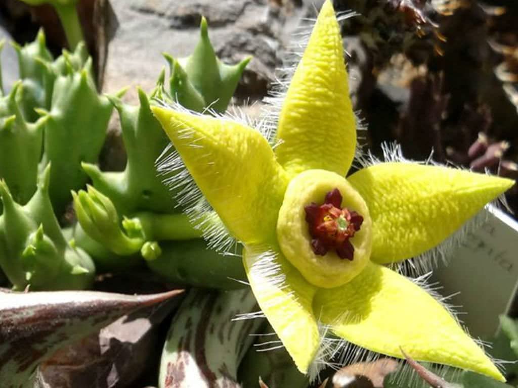 Stapelia Pulchella Flower seeds for Planting Colorful Display Heirloom & GMO Free Seeds for Home Garden