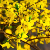 Forsythia Flower seeds for Planting Bright Blooms Heirloom & GMO Free Seeds for Home Garden